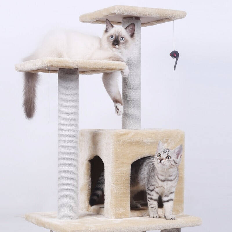 网名叫猫爬架是什么意思